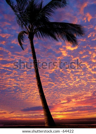 Palm tree on the beach at sunset