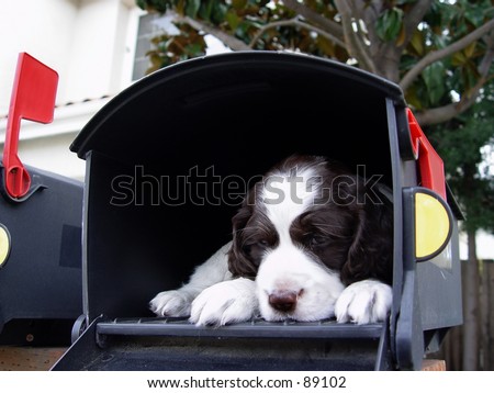 Cute puppy in the mailbox