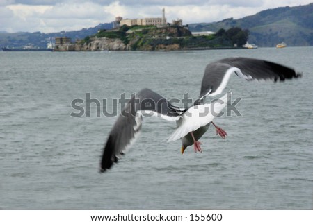Sea gull on the way to Alcatraz