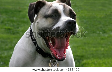A dog with a big mouth