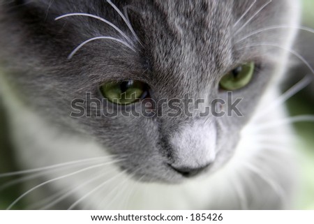 Sad cat with green eyes