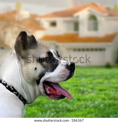 Dog in front of the house