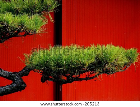 Japanese pine tree against the red wall