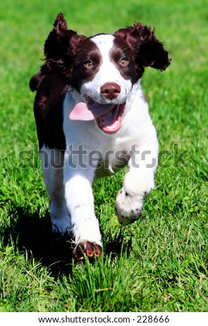 Happy dog running in grass