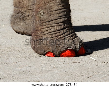 Elephant\'s feet with painted toenails
