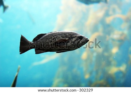 Fish in the ocean