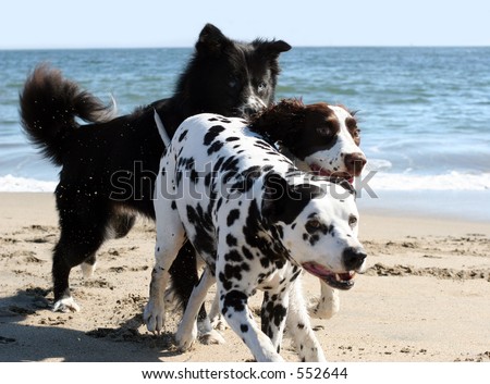 3 dogs running on the beach