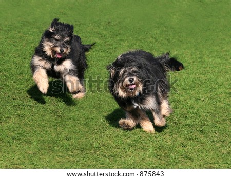 Two happy dogs running on the grass