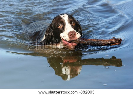 Dog with a stick in water