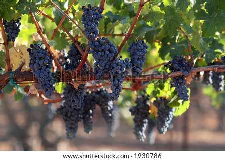 Blue grapes hanging from a vine