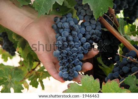 Hand holding grapes