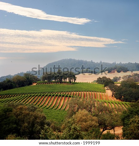 View at at California hills with rows of grapes