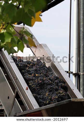 Grapes are picked and about to be processed in California winery