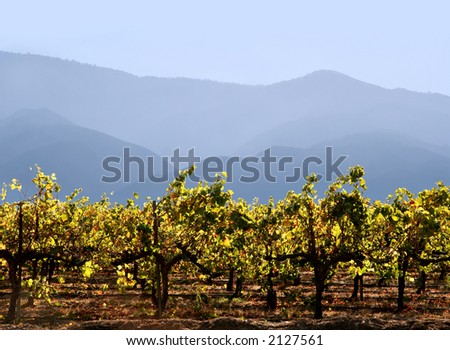 Autumn grape leaves at California winery with mountains on the background