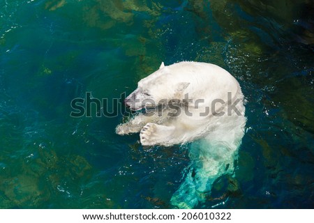 Polar bear eating fish in original habitat