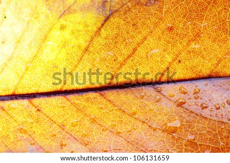 vegetation textures scene by highlighting the color and shape