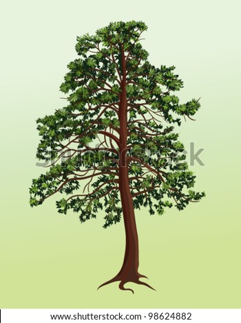 Pine Tree Vector - 98624882 : Shutterstock