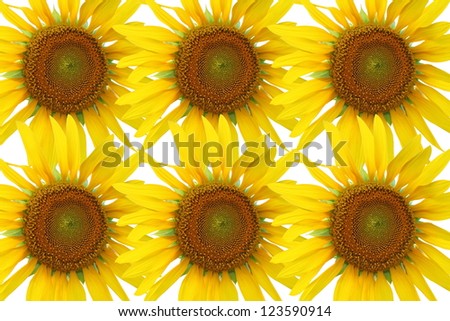 Sunflower background pattern, Sunflower on white background