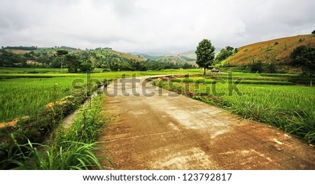 Rural road along the rice fields of Chiangmai province,Thailand