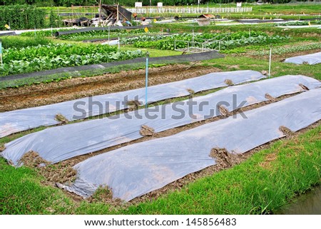 Agricultural industry. Growing vegetable on field and mulch plastic film.