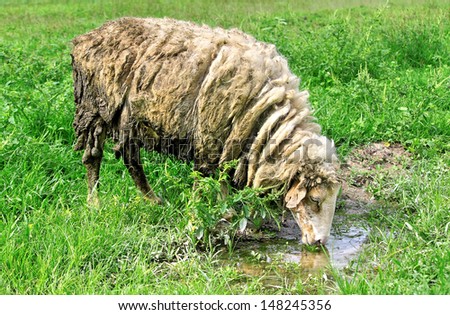 Stray alone sheep is drinking water in a meadow