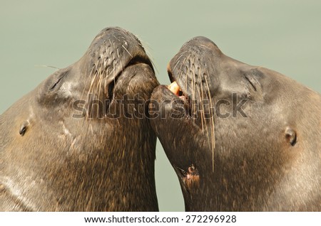 Sea lions kiss