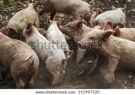 pig pile on top of each other on earth