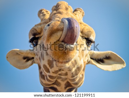 giraffe head with funny tongue