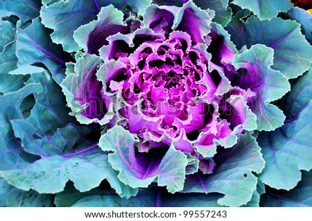 big head of cabbage in green, blue and violet colors, photo