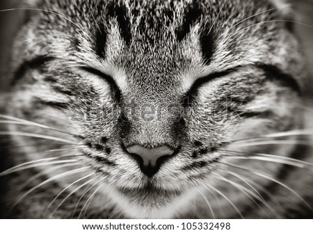 Closeup of sleeping cat face  (Black and white)
