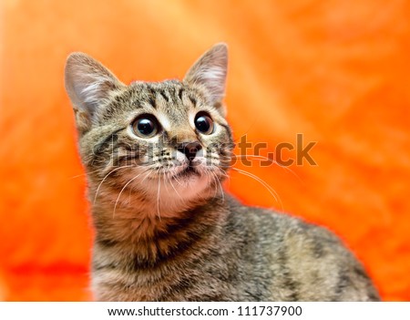 Muzzle of Frightened tabby Cat prepares to attack on orange background