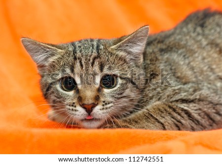Scared Cat with dilated pupils on orange background