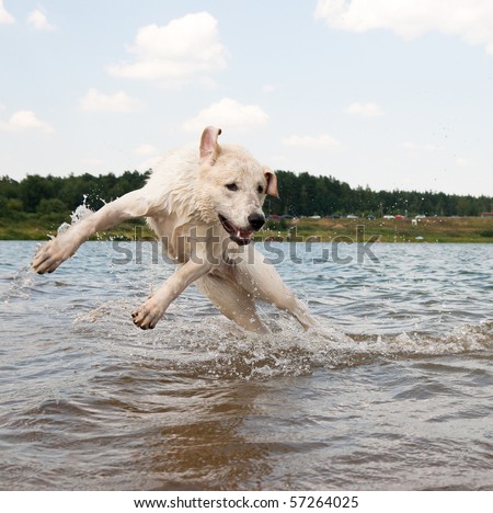 Labrador Jumping