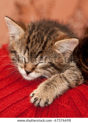 Striped Kitten sleeps on a shoulder
