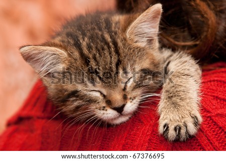 Striped Kitten sleeps on a shoulder