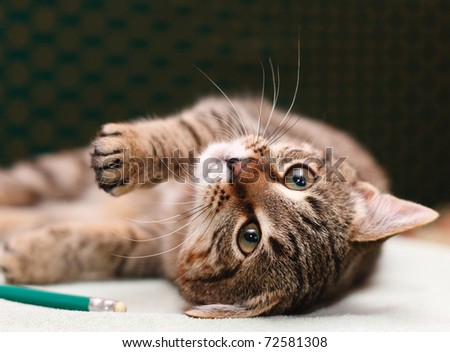 Tabby Cat laying on side looking into camera