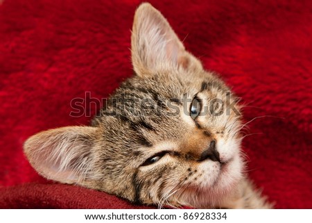 Striped Kitten sleep on a red blanket