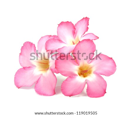 Floral Background. Close Up Of Tropical Flower Pink Adenium. Desert Rose On Isolated White Background.