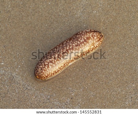 Sea cucumbers in the sand