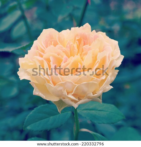 rose in garden with retro filter effect