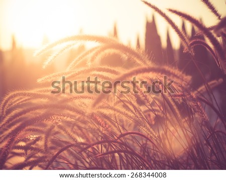 field of grass during sunset with filter effect retro vintage style