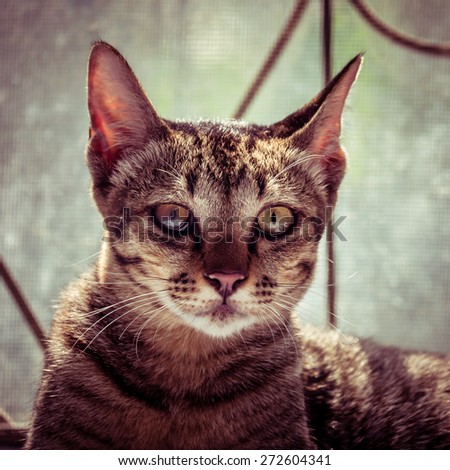 portrait cat with filter effect retro vintage style