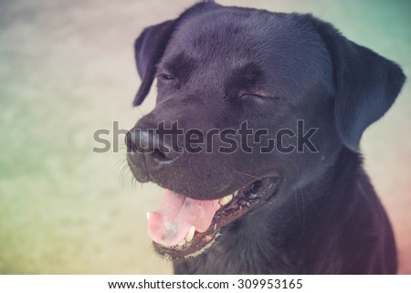 Black labrador dog with filter effect retro vintage style