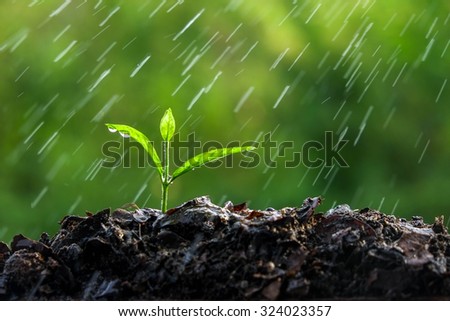 Green sprouts in the rain