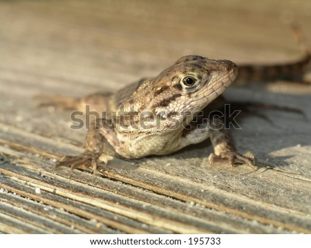 Brown lizard, tilted head, looking at viewer.  Shallow depth of field with focus on the face.