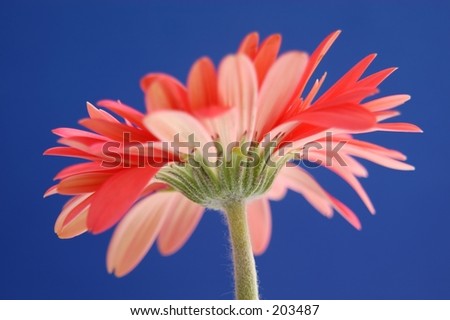 Red gerber daisy, with shallow focus on only the stem and the petals on the side.