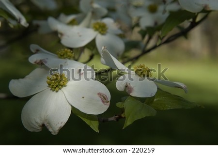 Dogwood+flower+tree