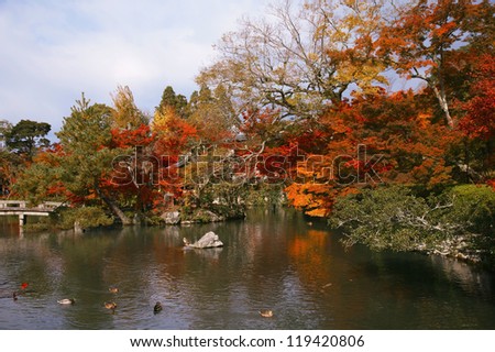 Japanese maple trees in the park, Kyoto, Japan.