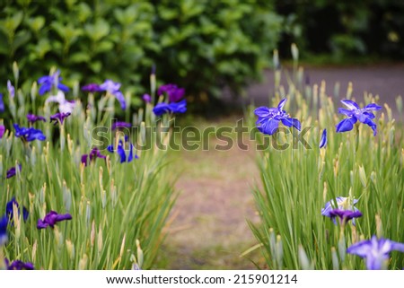 Japanese purple  iris flowers