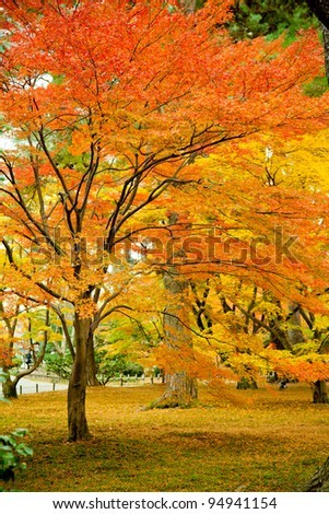 Colorful Japanese maple tree